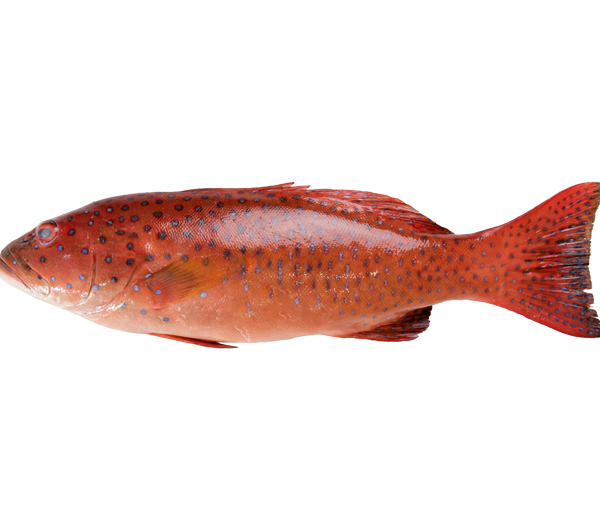 7 Star Grouper | Kerapu Merah | 七星斑 (Cutlet | Kepingan | 切块)