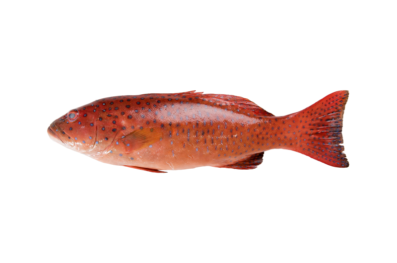 7 Star Grouper _ Kerapu Merah _ 七星斑 600g - 5.00kg 7 Star Grouper | Kerapu Merah | 七星斑 (Head | Kepala | 头) - Image 1
