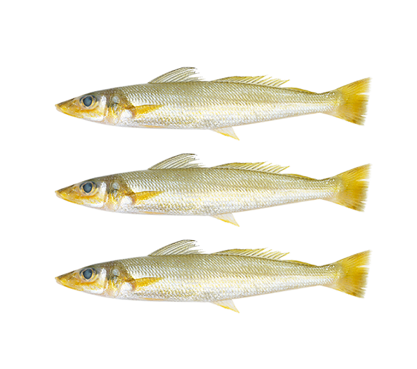 Bay Sillago | Bulus | 沙尖鱼