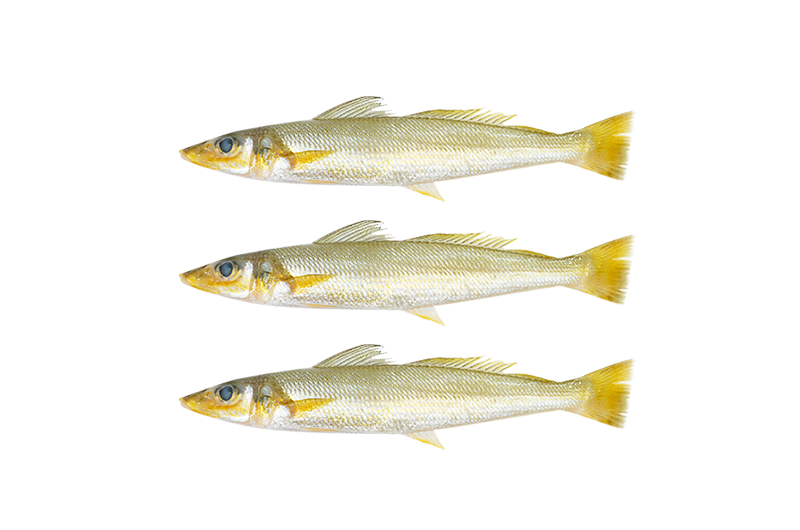 Bay Sillago _ Bulus _ 沙尖鱼 Bay Sillago | Bulus | 沙尖鱼 - Image 1