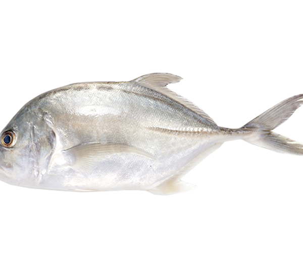 Bigeye Trevally | Ikan Nyok - Nyok | 白鱼 甘过 600g - 950g