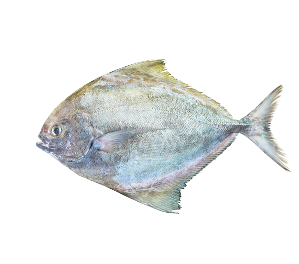 Black Pomfret | Bawal Hitam | 黑鲳 200g - 1.00kg