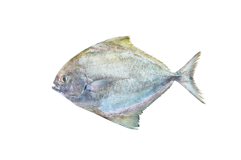 Black Pomfret _ Bawal Hitam _ 黑鲳 200g - 1.00kg Black Pomfret | Bawal Hitam | 黑鲳 (Eggs | Telur |蛋) - Image 1