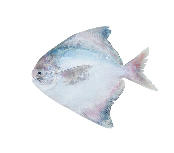 Chinese Pomfret | Bawal Tambak | 斗底鲳 580g - 1.30kg