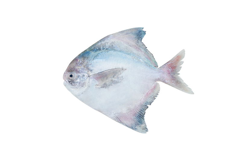 Chinese Pomfret _ Bawal Tambak _ 斗底鲳 580g - 1.30kg Chinese Pomfret | Bawal Tambak | 斗底鲳 580g - 1.30kg - Image 1