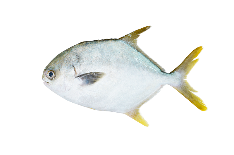 Golden Pomfret _ Bawal Emas _ 金鲳 600g - 950g Golden Pomfret | Bawal Emas | 金鲳 600g - 950g - Image 1