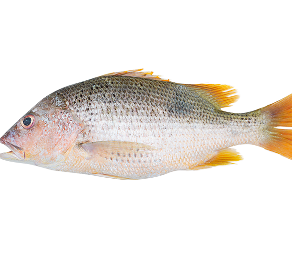 Golden Snapper | Jenahak | 红皂 2kg up | 2公斤以上