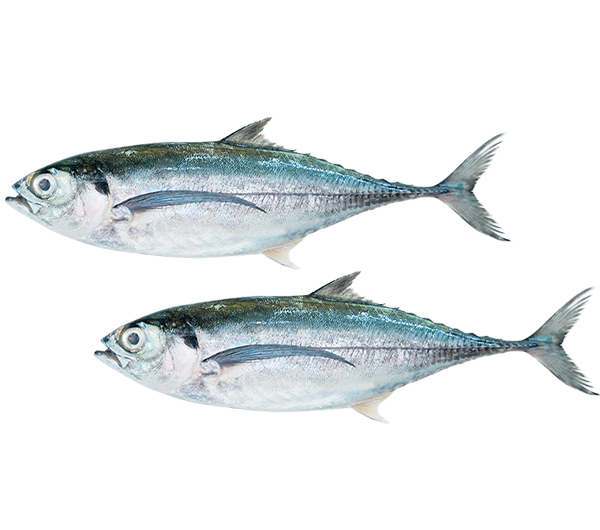 Hardtail Scad | Ikan Cencaru | 硬尾鱼 8/10