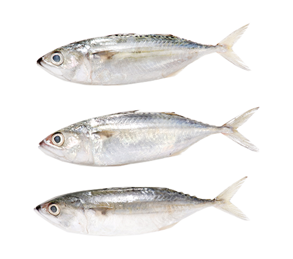 Indian Mackerel | Ikan Kembung 甘望鱼 8/10 (S)