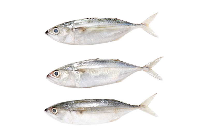 Indian Mackerel _ Ikan Kembung 甘望鱼 5_6 (S) Indian Mackerel | Ikan Kembung 甘望鱼 8/10 (S) - Image 1
