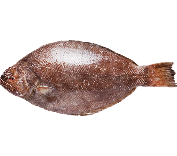 Lemon Sole | Ikan Sebelah | 左口 700g - 1.20kg