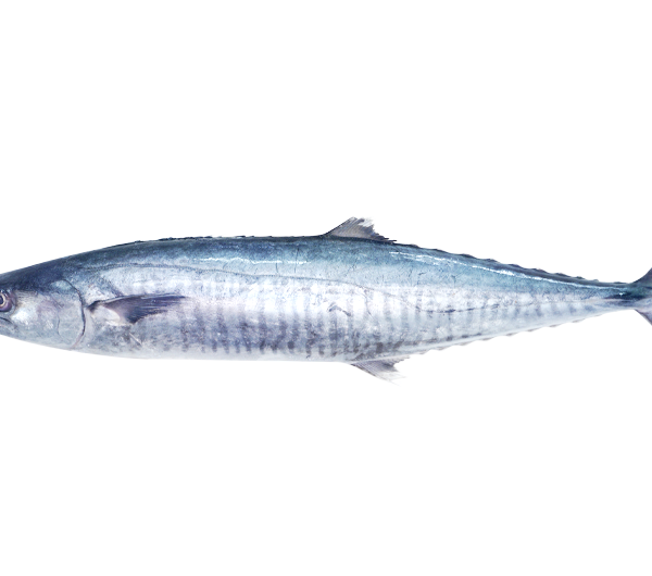 Narrow Barred Spanish Mackerel | Tenggiri Batang | 竹交 2.00kg - 3.00kg