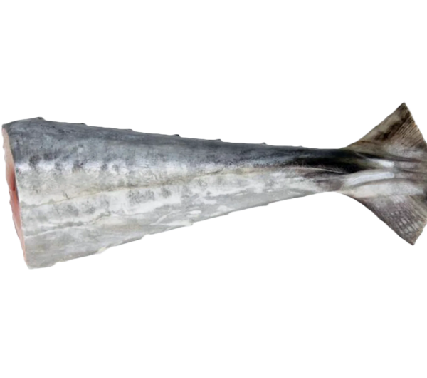 Narrow Barred Spanish Mackerel | Tenggiri Batang | 竹交 (Tail | Ekor | 尾巴)