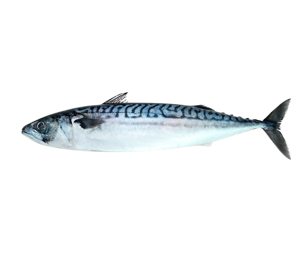 Norwegian Saba Mackerel | Ikan Saba | 鲭鱼 400g - 600g