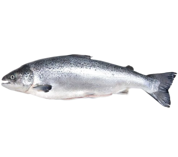 Norwegian Salmon Trout | 挪威三文鱼鳟鱼 4.0kg - 5.0kg