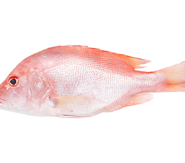 Red Snapper | Ikan Merah | 红鱼 600g - 1.6kg