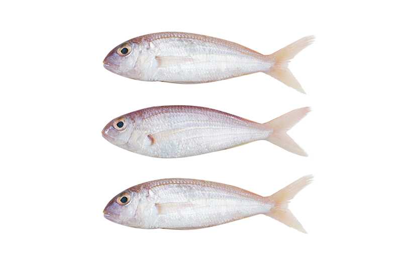 Rosy Threadfin Bream _ Ikan Kerisi _ 红哥里 8_10 Rosy Threadfin Bream | Ikan Kerisi | 红哥里 8/10 - Image 1