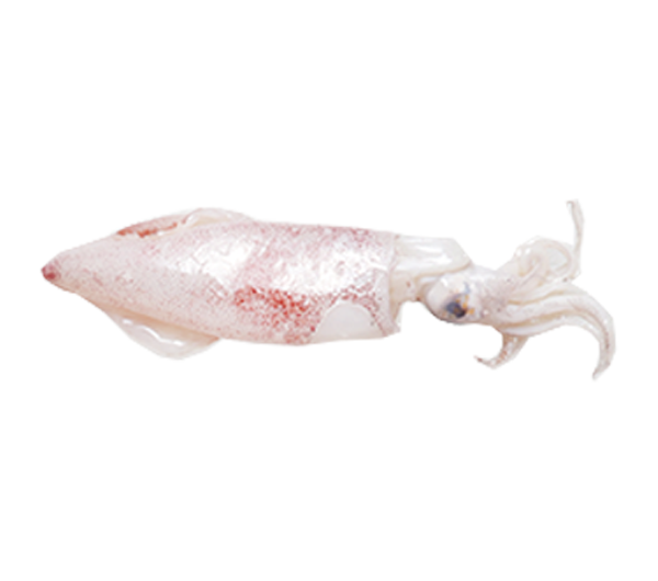 Squid | Sotong | 乌贼 9"-13+" (XL)