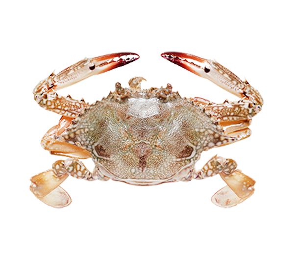 Flower Crab Meat | Isi Ketam Suri/Bunga | 花蟹肉