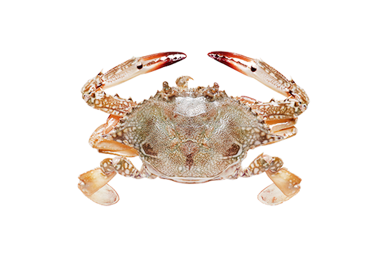 SF00012_flower_crab_female Flower Crab Meat | Isi Ketam Suri/Bunga | 花蟹肉 - Image 1