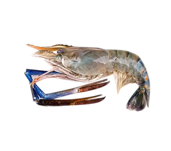 River Prawn | Udang Galah | 淡水大头虾 U5 280g-320g