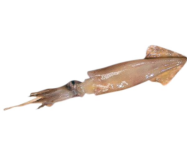 Argentina Squid 300/400