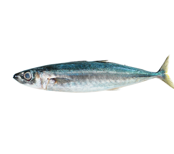 Sardine | Sardin | 沙丁鱼 8/10