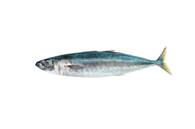 Sardine _ Sardin _ 沙丁鱼 10_12 Sardine | Sardin | 沙丁鱼 8/10 - Image 1