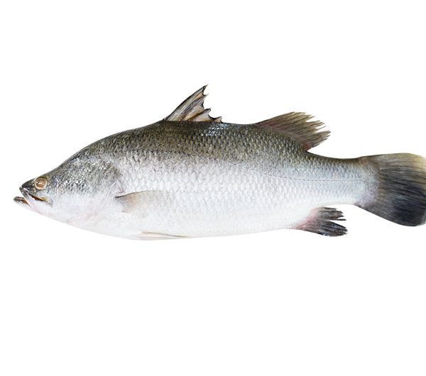 Seabass | Siakap | 石甲 (Raw Fish Maw | 生魚鰾/ 生花膠)