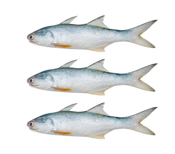 Senangin | Mayao | 马友鱼 (Eggs | Telur |蛋)