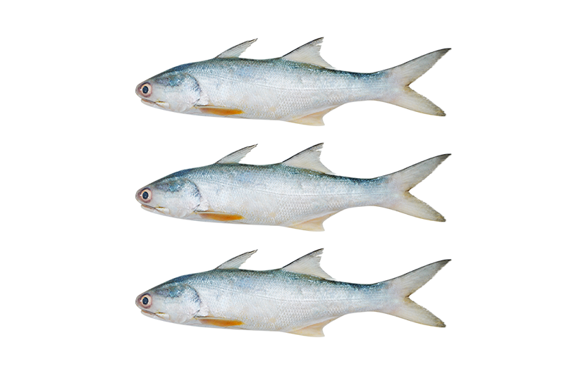 Senangin _ Mayao _ 马友鱼 150g - 350g (S) Senangin | Mayao | 马友鱼 (Eggs | Telur |蛋) - Image 1