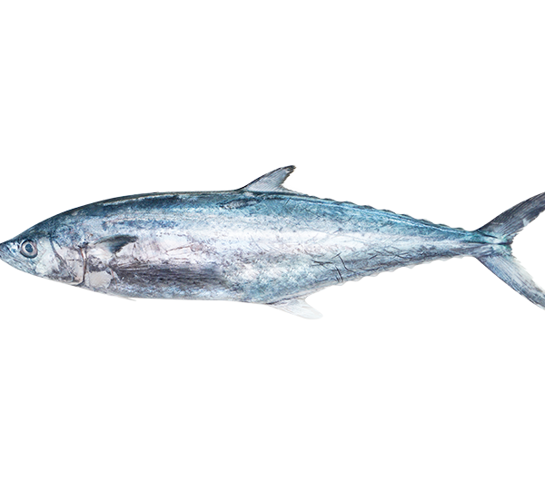 Spotted Spanish Mackerel | Tenggiri Bunga | 马鲛 600g - 800g