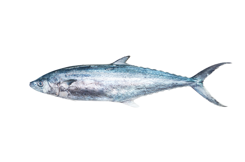 Spotted Spanish Mackerel _ Tenggiri Bunga _ 马鲛 600g - 800g Spotted Spanish Mackerel | Tenggiri Bunga | 马鲛 600g - 800g - Image 1