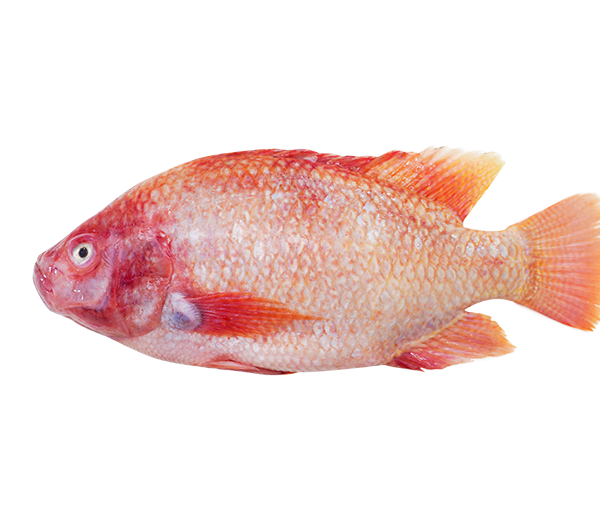 Tilapia | 红非洲 600g - 1.00kg