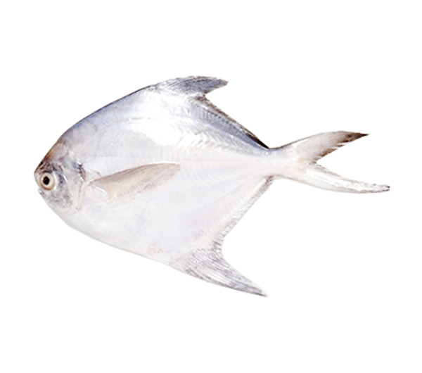 White Pomfret | Bawal Putih | 白鲳 (Eggs | Telur |蛋)