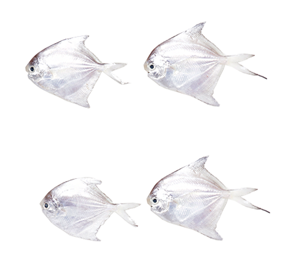 White Pomfret | Bawal Putih | 白鲳 50g - 100g (XS)