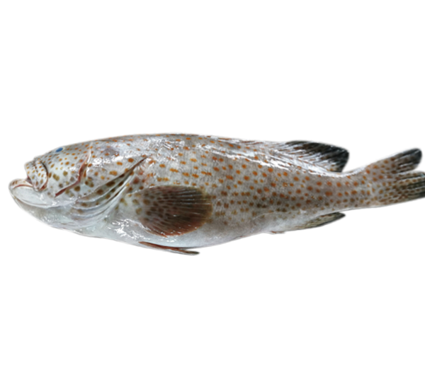 Wild Grouper | Kerapu Liar | 野生石斑 1.60kg - 2.95kg