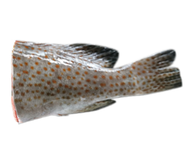 Wild Grouper | Kerapu Liar | 野生石斑 (Eggs | Telur | 蛋)