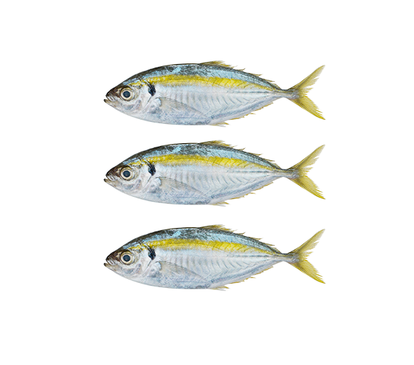 Yellow Stripe Scad | Selar Kuning | 黄塞拉鱼 14/18