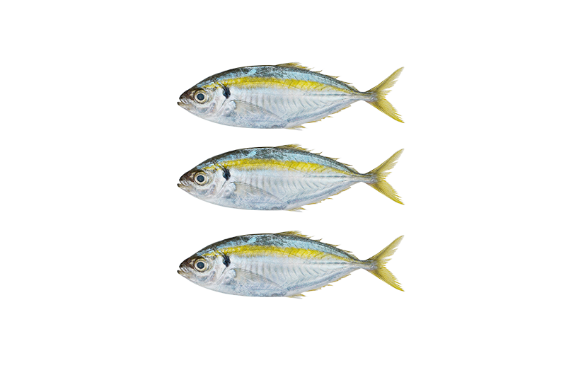 Yellow Stripe Scad _ Selar Kuning _ 黄塞拉鱼 14_18 Yellow Stripe Scad | Selar Kuning | 黄塞拉鱼 14/18 - Image 1