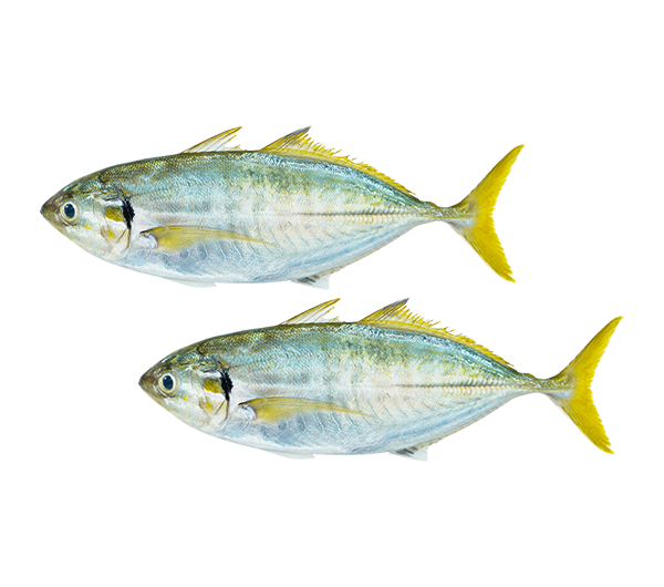 Yellowtail Scad | Selar | 色拉鱼 4/6