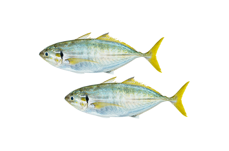 Yellowtail Scad _ Selar _ 色拉鱼 4_6 Yellowtail Scad | Selar | 色拉鱼 4/6 - Image 1