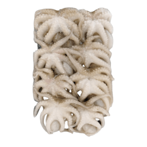 Baby Octopus | Sotong Kurita | 八爪鱼 8P