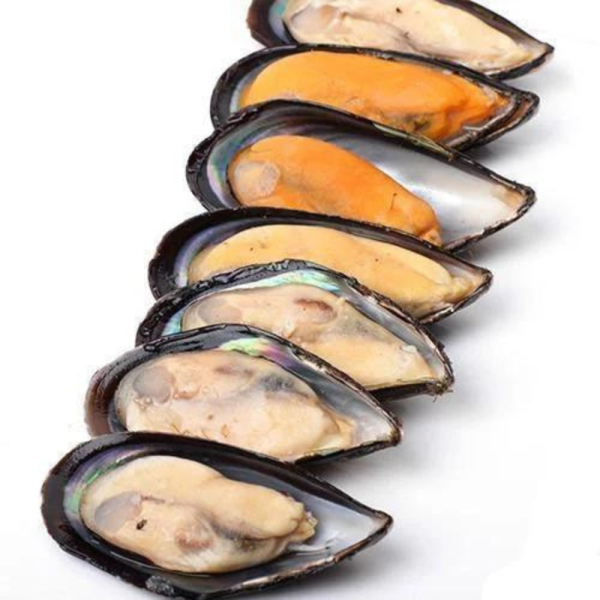 Blue Mussels | Kupang Biru | 蓝贻贝 8/10 (1/2 Shell | 壳 )
