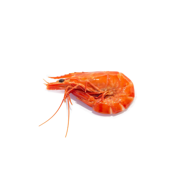 Tiger Prawn | Udang Harimau | 虎虾 21/25 CHOSO (XL) (Cooked | Masak | 煮熟的)