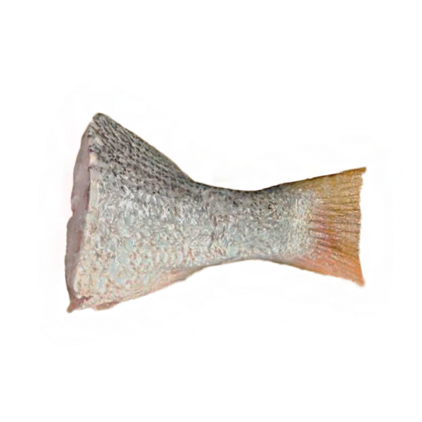 Golden Snapper | Jenahak | 红皂 (Tail | Ekor | 尾巴)