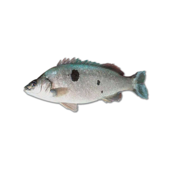 Jade Perch | Ikan Puyu | 宝石鲈 400g - 750g (Live | Hidup | 活)