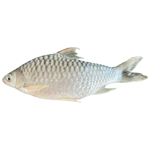 Kerai | 吉利 1.00kg - 1.50kg (Live | Hidup | 活)