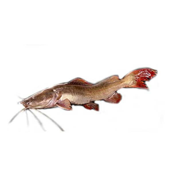 Redtail Catfish | Baung Merah | 红尾虎 800g - 1.60kg