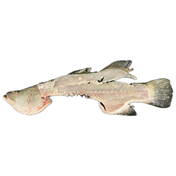 Seabass | Siakap | 石甲 (Bones | Tulang | 骨骼)